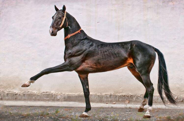 Akhal-Teke Horses